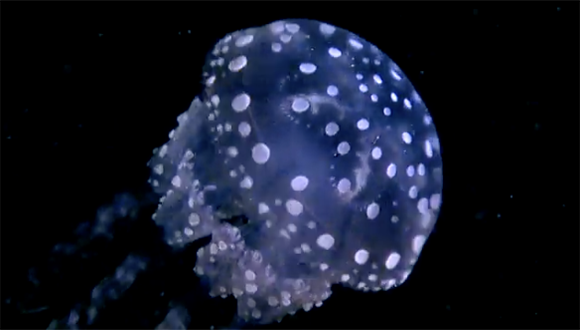 jellyfish-1