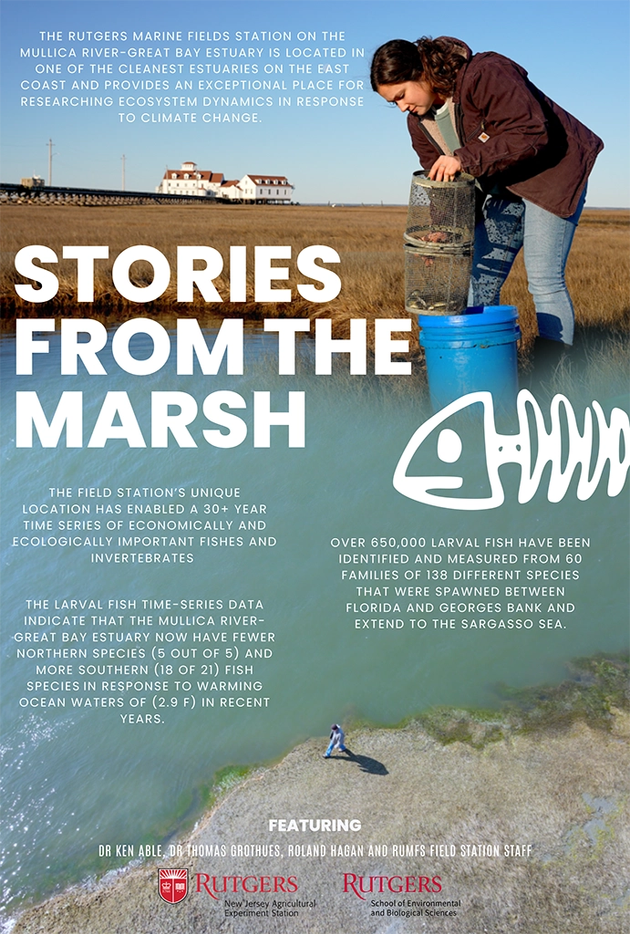 stories from the marsh